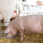 Makanan-Babi-Supaya-Cepat-Besar Makanan Babi Supaya Cepat Besar