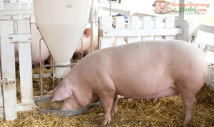 Makanan-Babi-Supaya-Cepat-Besar Makanan Babi Supaya Cepat Besar