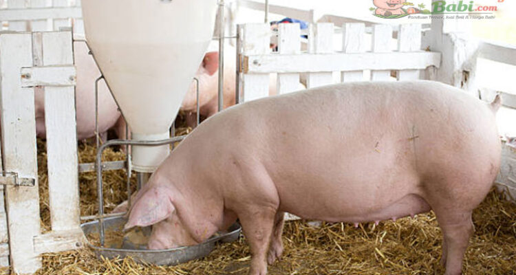 Makanan Babi Supaya Cepat Besar