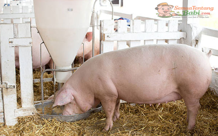 Makanan Babi Supaya Cepat Besar