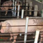 Ukuran-Kandang-Babi-Indukan Ukuran Kandang Babi Indukan