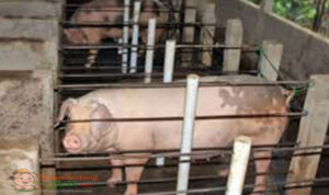 Ukuran Kandang Babi Indukan