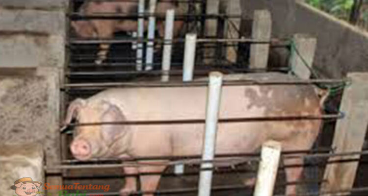 Ukuran Kandang Babi Indukan