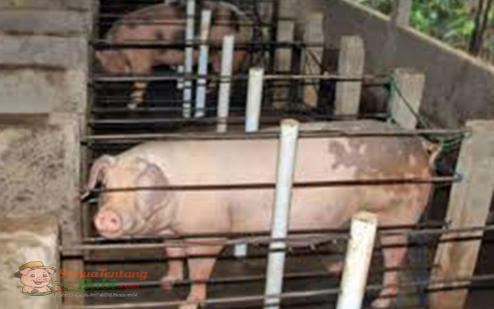 Ukuran Kandang Babi Indukan
