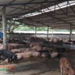 strategi-sukses-beternak-babi-skala-kecil